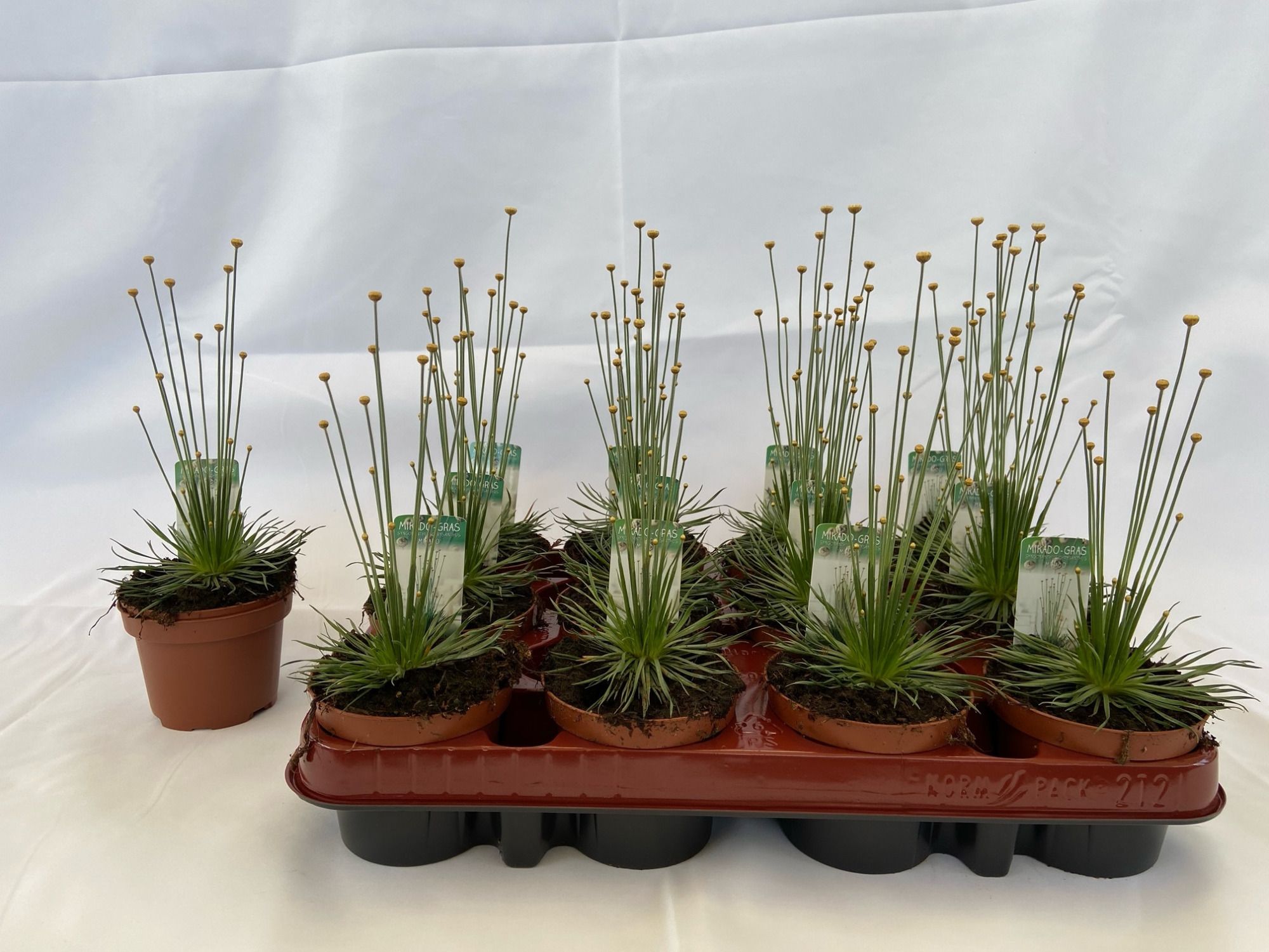 Горшечные цветы и растения оптом Syngonanthus Mikado от 12шт (для телеги) из Голландии с доставкой по России
