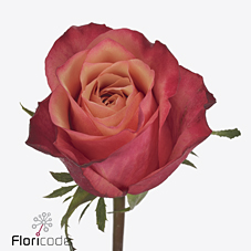 Срезанные цветы оптом Rosa large bogart от 40шт. из Голландии с доставкой по России