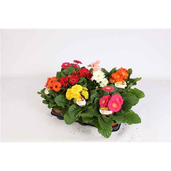 Горшечные цветы и растения оптом Gerbera Sundayz Mix 2+ от 10шт из Голландии с доставкой по России