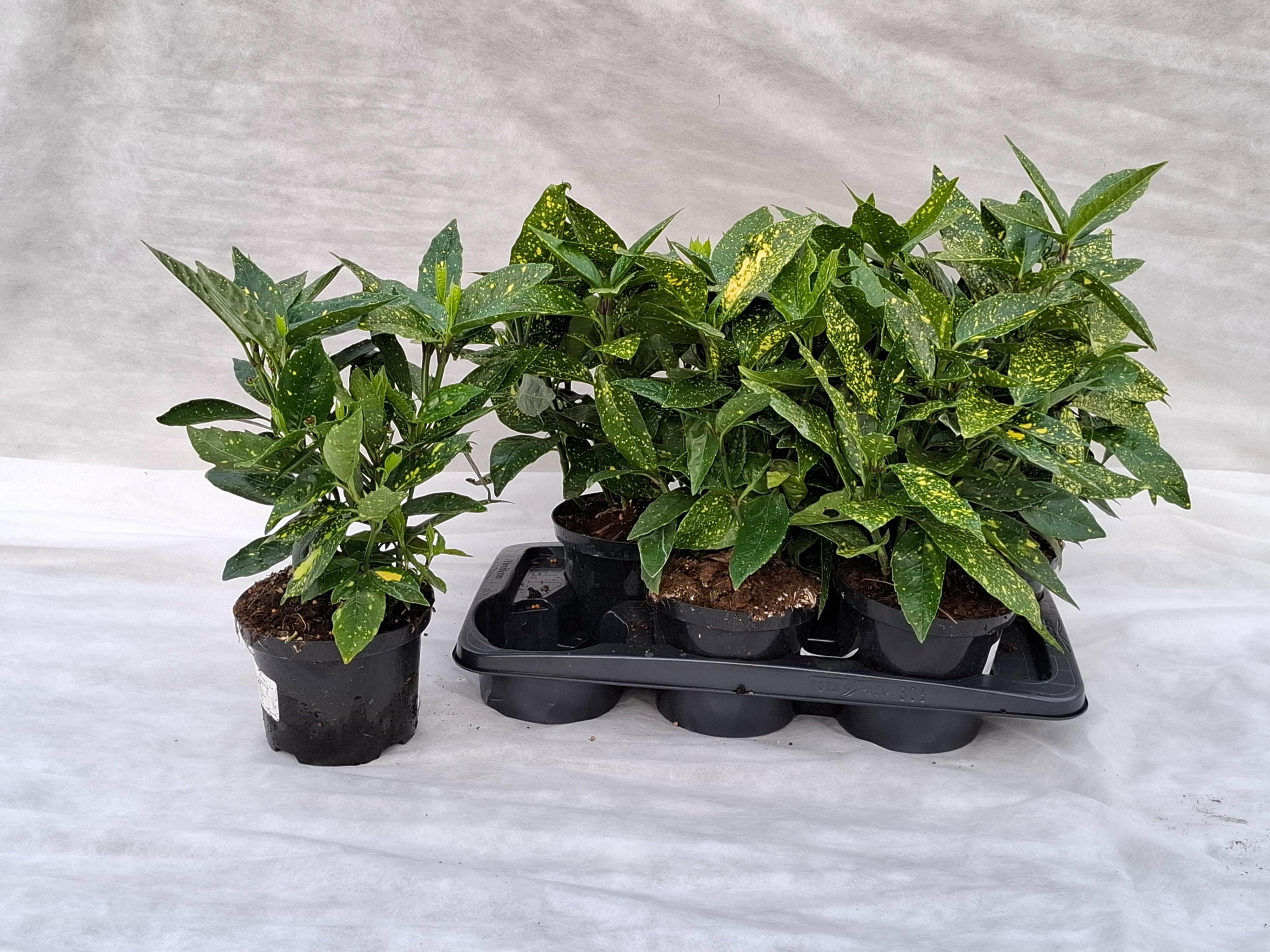 Горшечные цветы и растения оптом Aucuba J Crotonifoli от 6шт из Голландии с доставкой по России