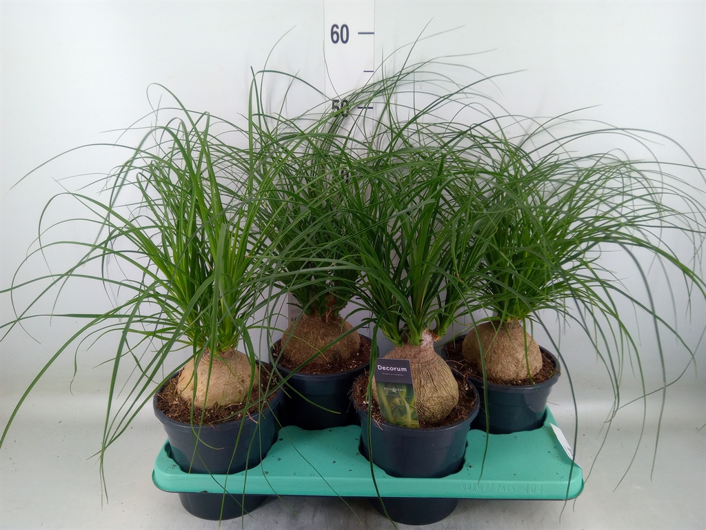 Горшечные цветы и растения оптом Beaucarnea Recurvata от 4шт из Голландии с доставкой по России