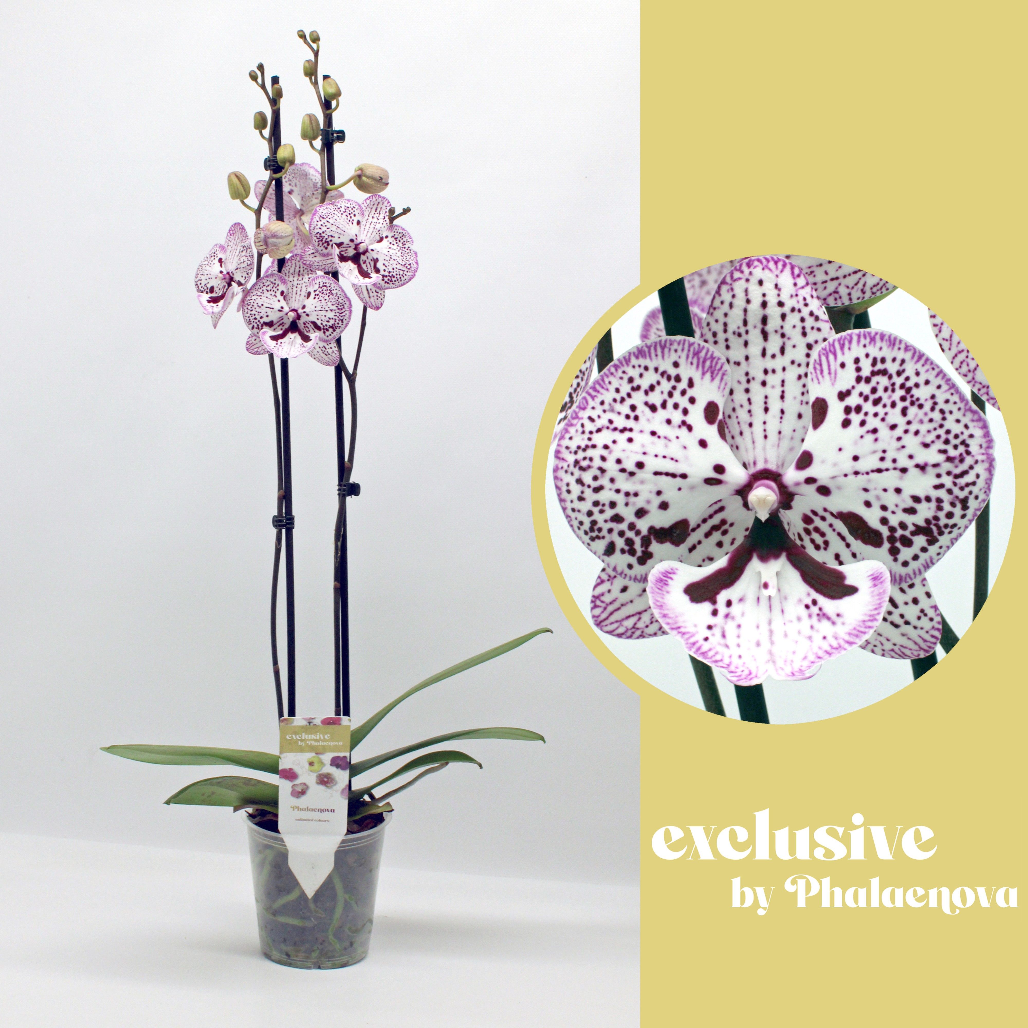 Горшечные цветы и растения оптом Phal 2st Grace 2st (phalaenova) от 10шт из Голландии с доставкой по России