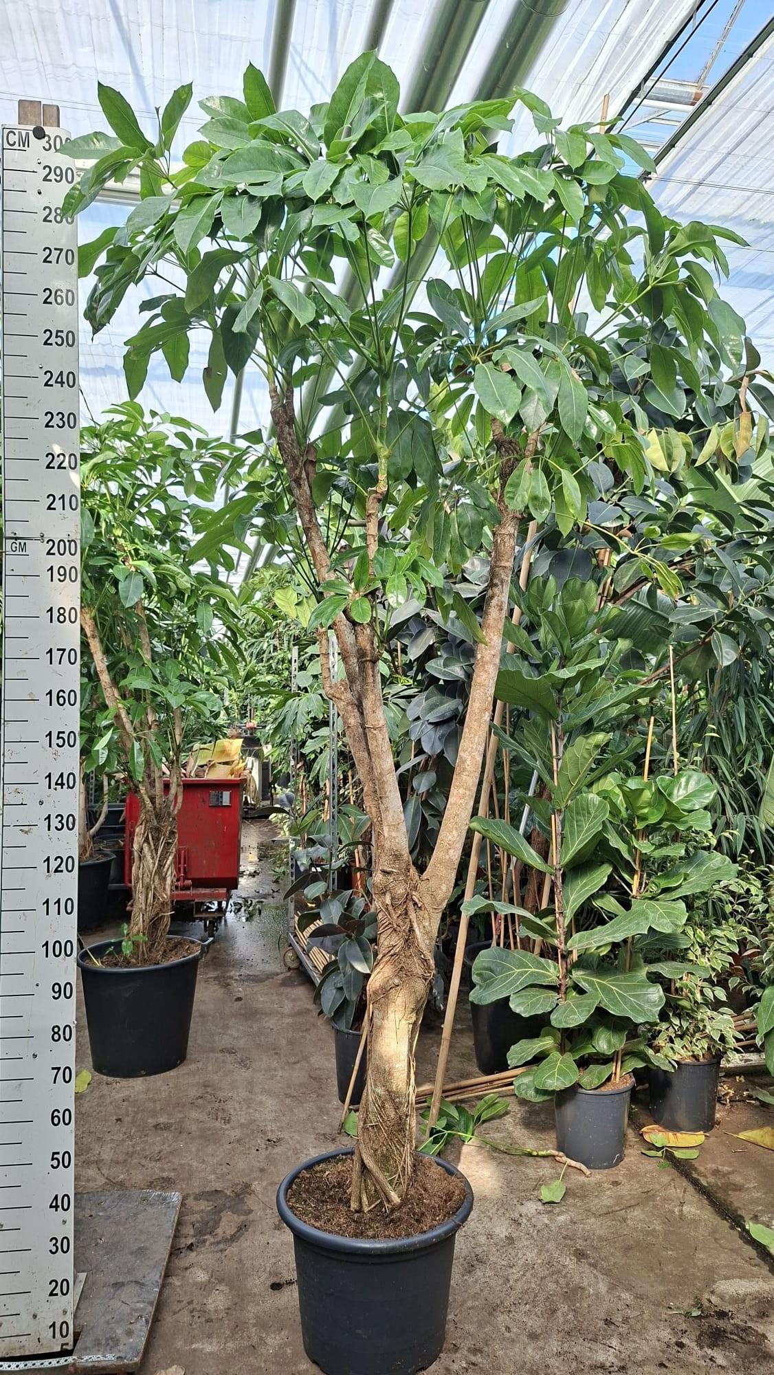 Горшечные цветы и растения оптом Schefflera Amate Branched от 1шт из Голландии с доставкой по России
