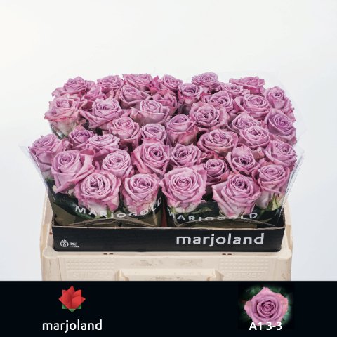 Срезанные цветы оптом Rosa large nayeli! от 50шт из Голландии с доставкой по России