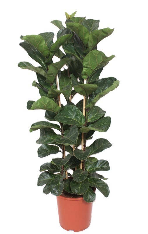 Горшечные цветы и растения оптом Ficus Lyrata Bambino 3pp от 1шт из Голландии с доставкой по России