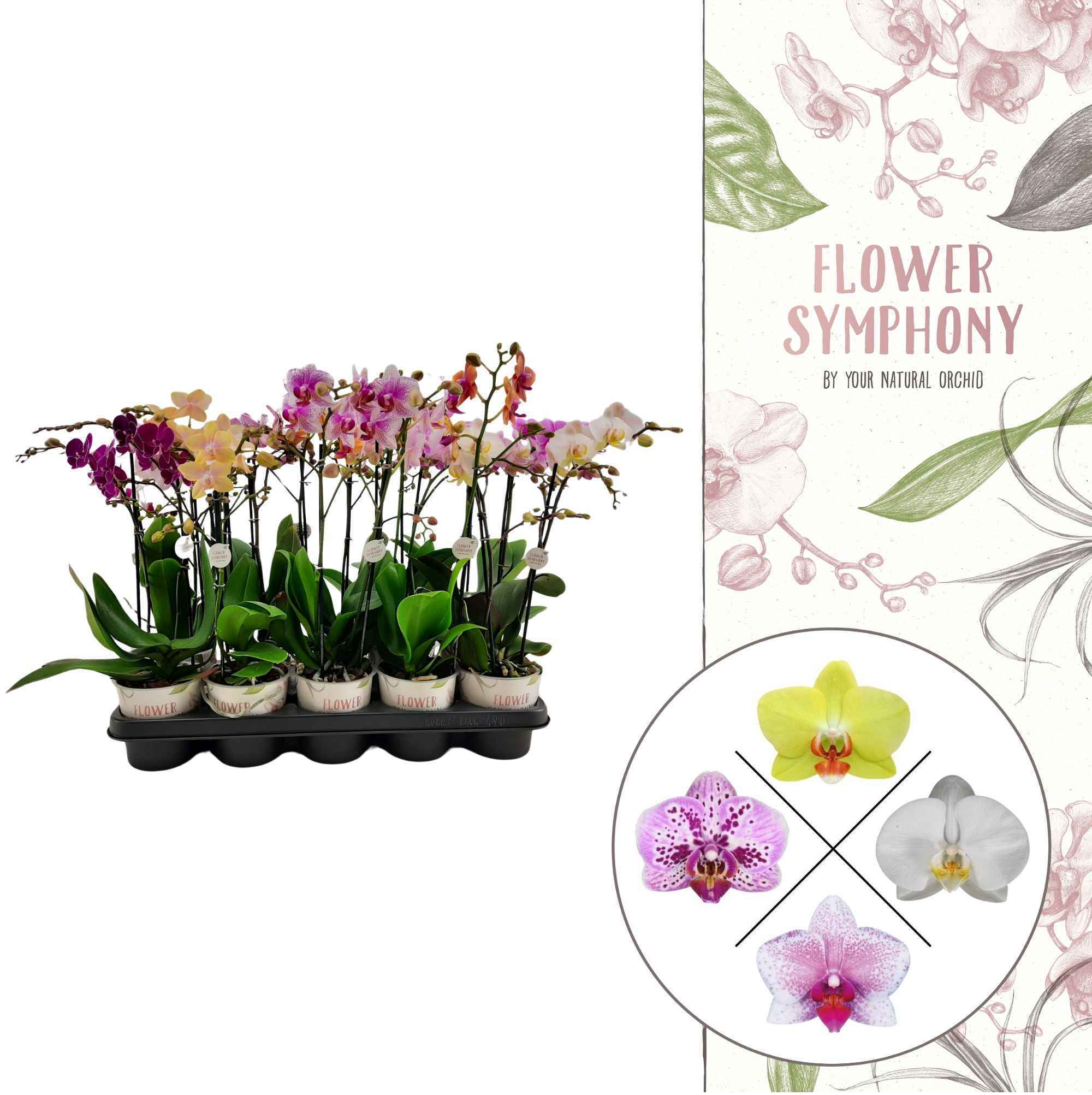 Горшечные цветы и растения оптом Phal. Flower Symphony Mix от 5шт из Голландии с доставкой по России