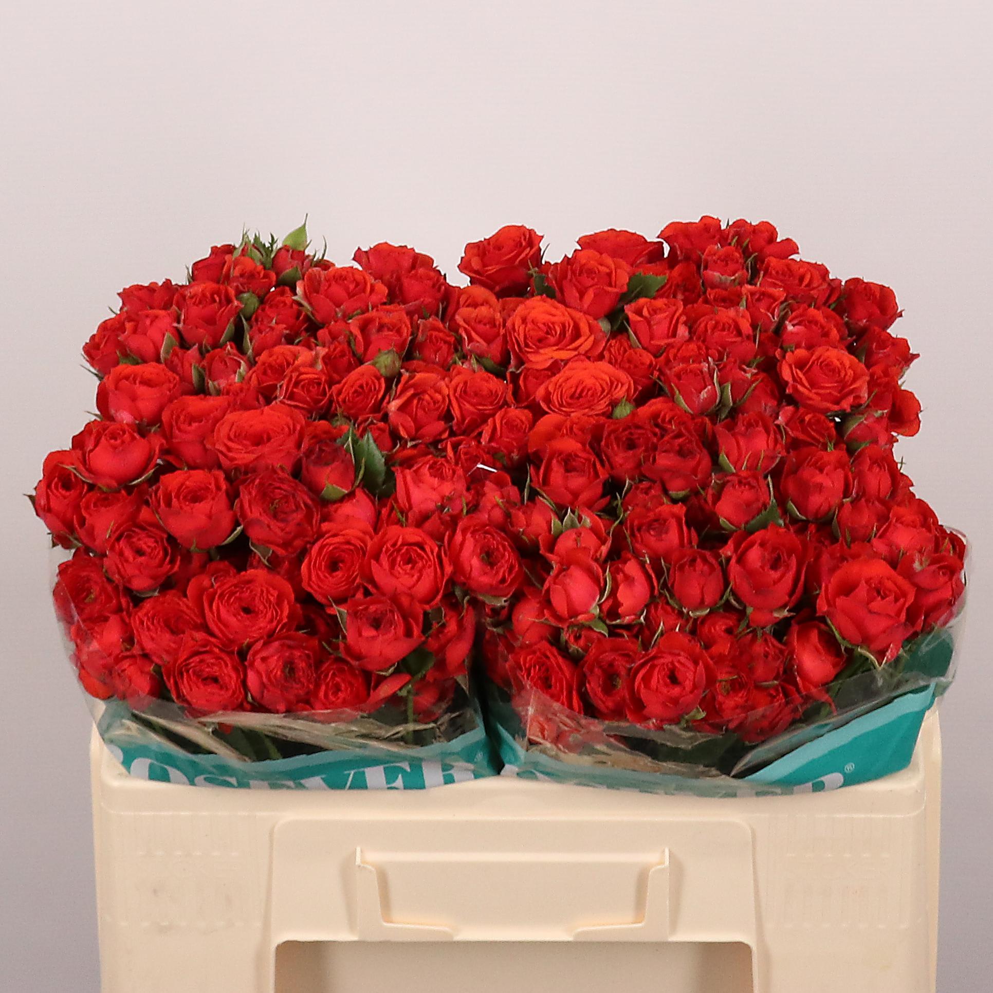 Срезанные цветы оптом Rosa spray tuscany rosever от 30шт из Голландии с доставкой по России