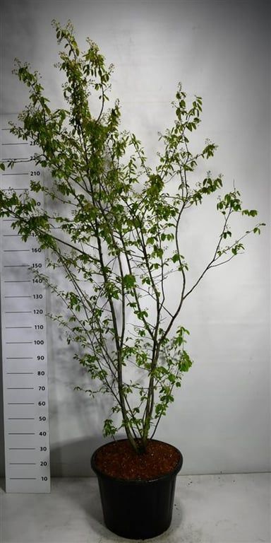 Горшечные цветы и растения оптом Amelanchier Lamarckii от 1шт из Голландии с доставкой по России