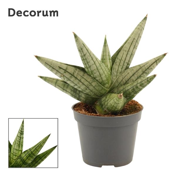Горшечные цветы и растения оптом Sansevieria Yaya Fan (decorum) от 14шт (для телеги) из Голландии с доставкой по России