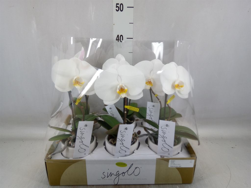 Горшечные цветы и растения оптом Phalaenopsis   ...white от 6шт из Голландии с доставкой по России