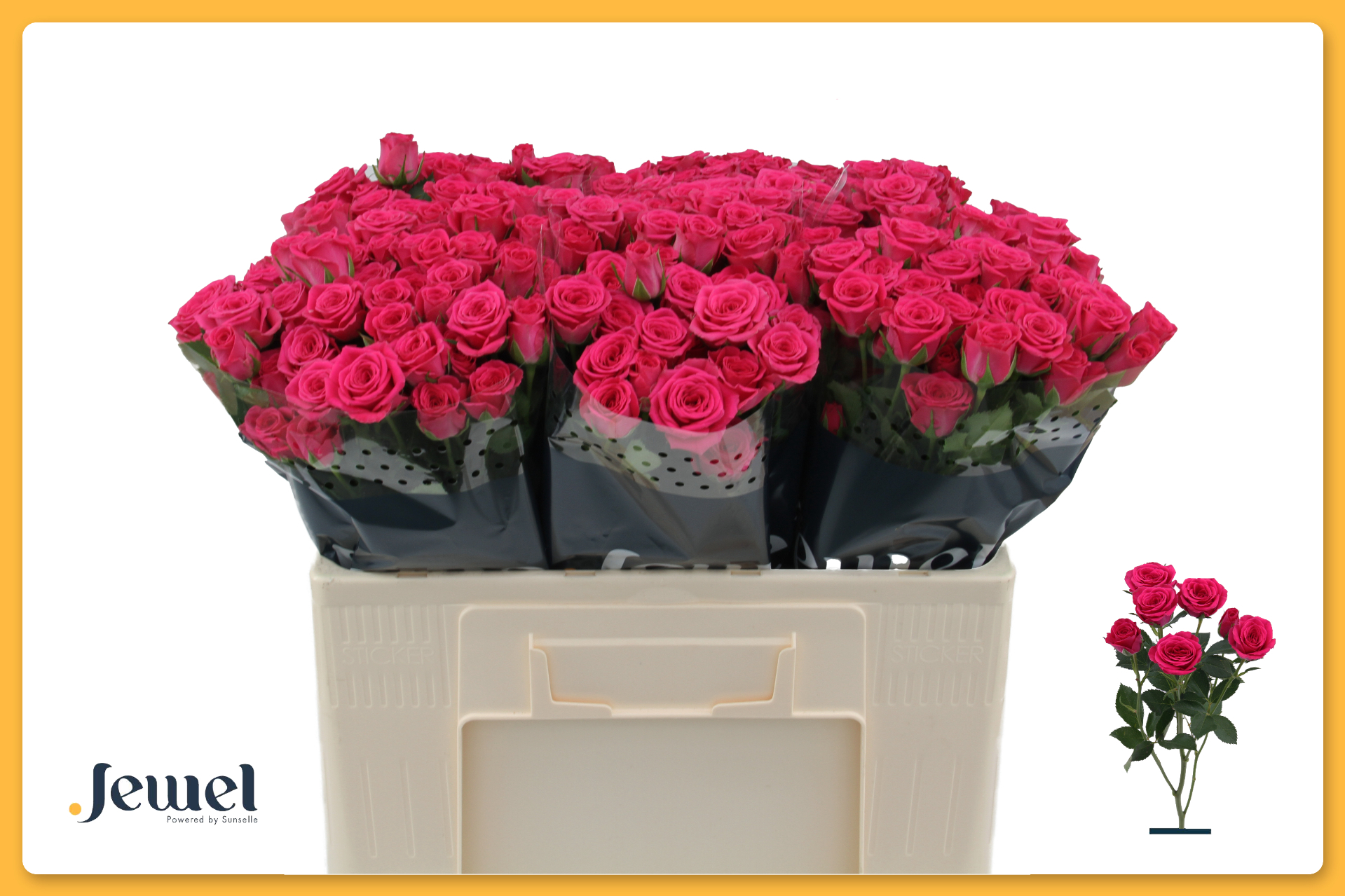 Срезанные цветы оптом Rosa spray pink yo-yo от 50шт из Голландии с доставкой по России