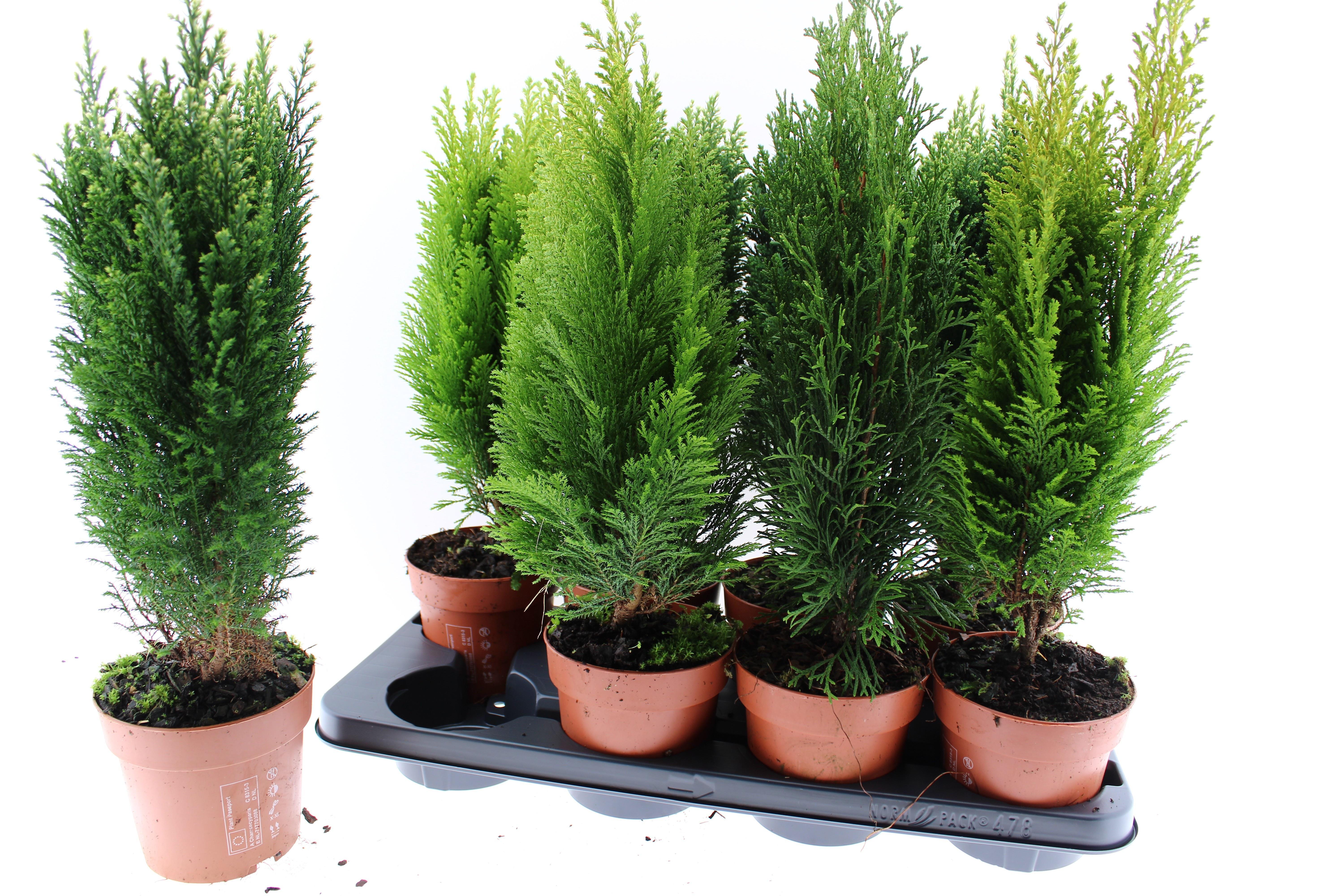 Горшечные цветы и растения оптом Coniferen Gem от 8шт из Голландии с доставкой по России