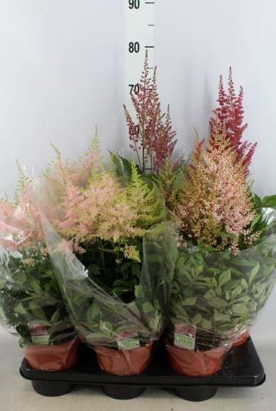 Горшечные цветы и растения оптом Astilbe   ...mix 4 от 6шт из Голландии с доставкой по России