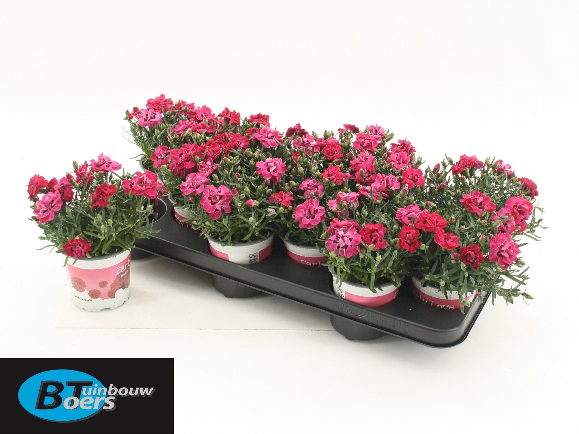 Горшечные цветы и растения оптом Dian Di Early Love от 12шт из Голландии с доставкой по России