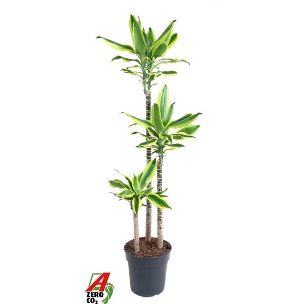 Горшечные цветы и растения оптом Drac Lemon Dream 90-60-30 от 1шт из Голландии с доставкой по России