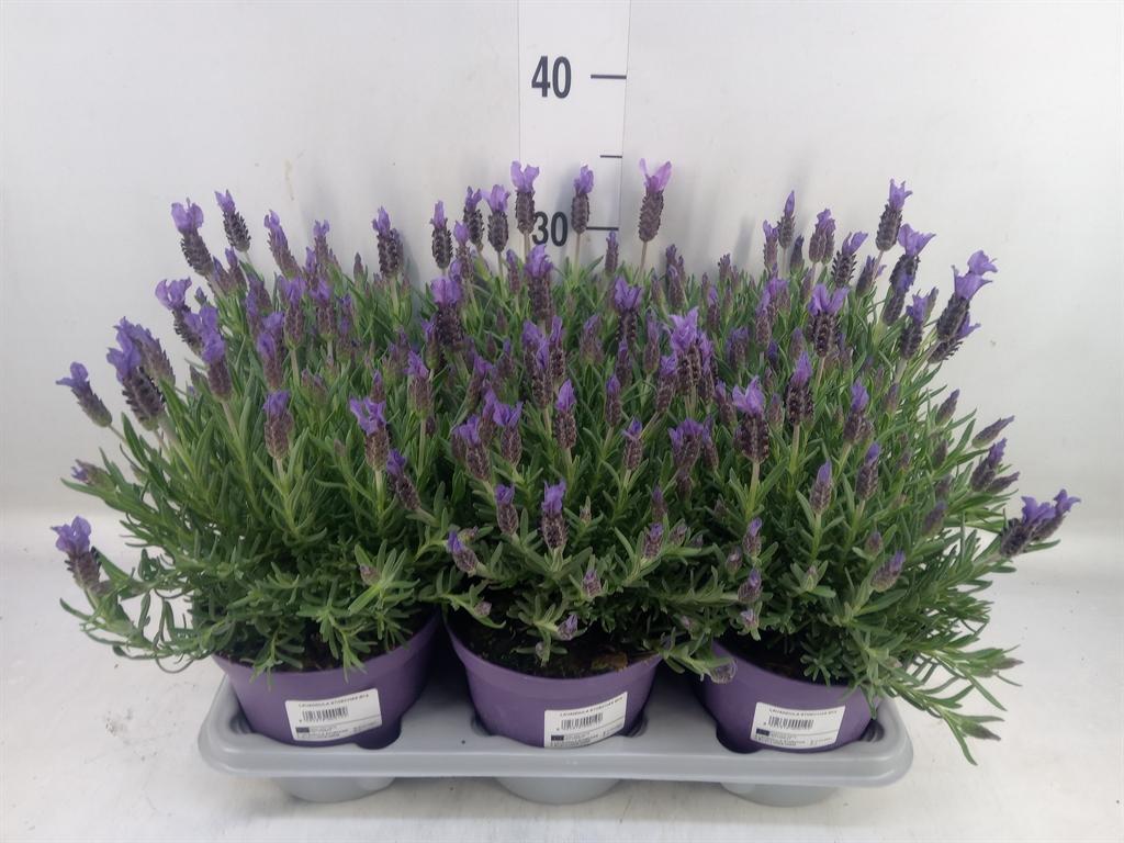 Горшечные цветы и растения оптом Lavandula Stoec. от 6шт из Голландии с доставкой по России