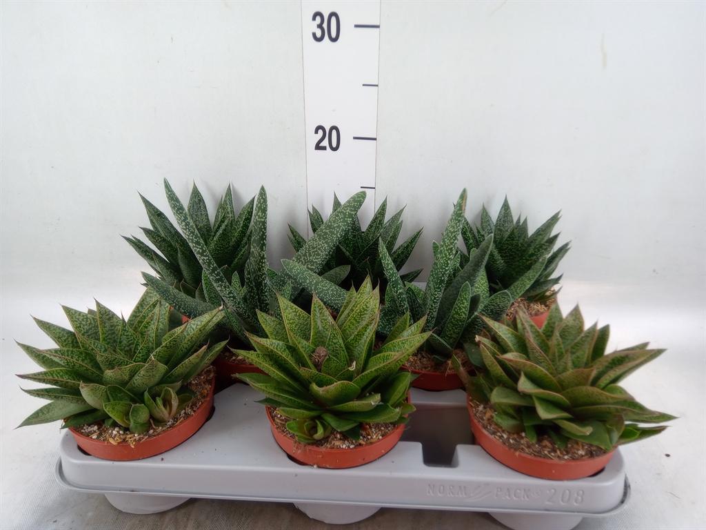 Горшечные цветы и растения оптом Aloe   ...mix от 8шт из Голландии с доставкой по России