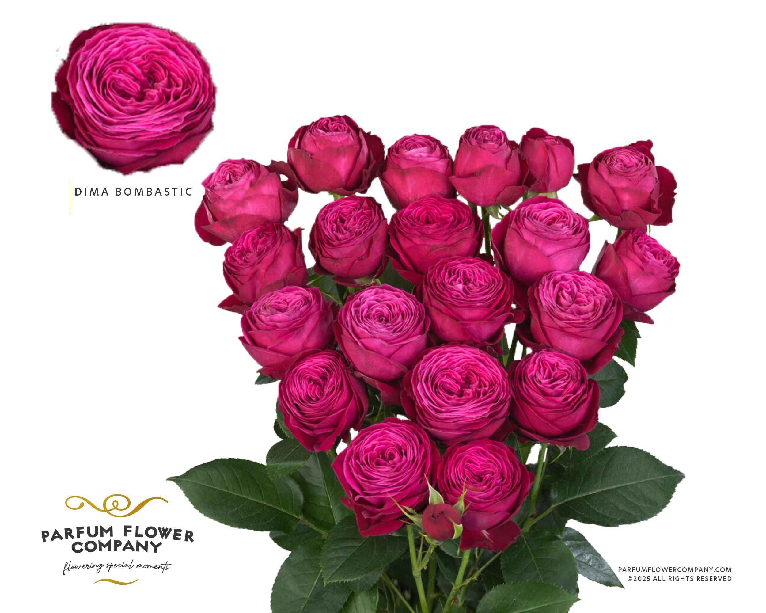 Срезанные цветы оптом Rosa spray dima bombastic от 12шт из Голландии с доставкой по России