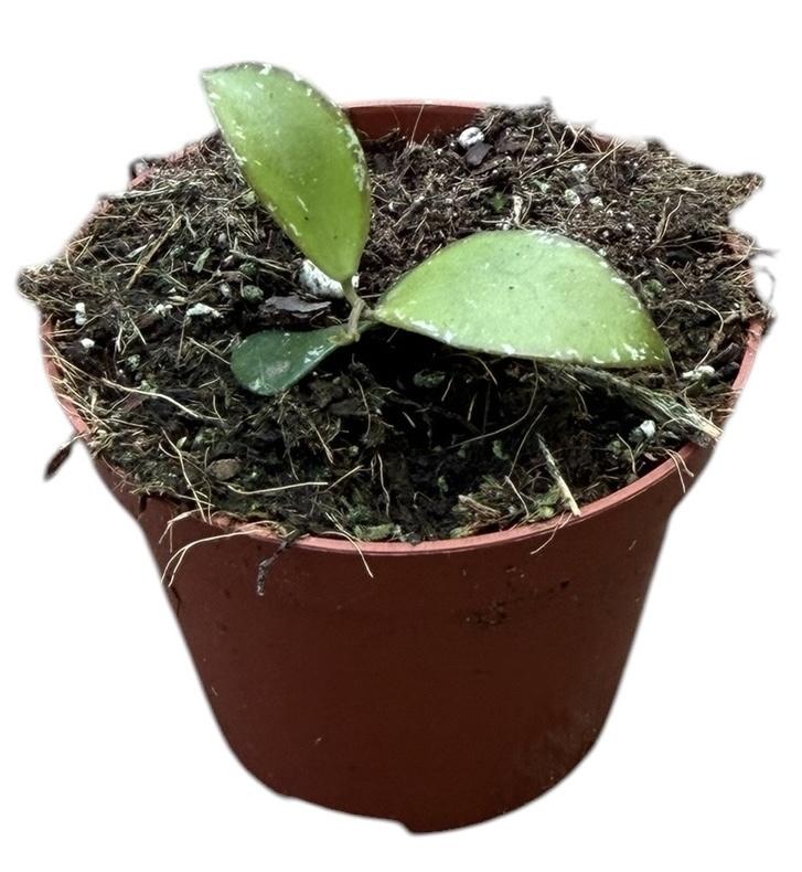 Горшечные цветы и растения оптом Hoya Sp Mini Coin Sp Kalimantan от 1шт (для телеги) из Голландии с доставкой по России