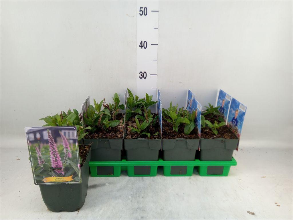 Горшечные цветы и растения оптом Veronica   ... от 10шт из Голландии с доставкой по России