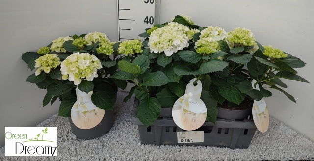 Горшечные цветы и растения оптом Hydr M Hi White Sun от 3шт из Голландии с доставкой по России