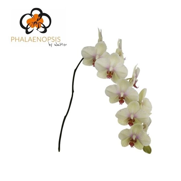 Срезанные цветы оптом Phalaenopsis omega (per stem) от 8шт из Голландии с доставкой по России