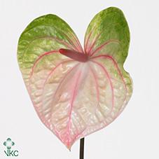 Срезанные цветы оптом Anthurium acura от 10шт из Голландии с доставкой по России Срезанные цветы оптом Anthurium acura от 10шт из Голландии с доставкой по России