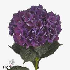 Срезанные цветы оптом Hydrangea mag ruby red purple от 10шт из Голландии с доставкой по России