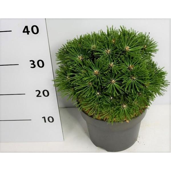 Горшечные цветы и растения оптом Pinus Mugo Benjamin от 1шт из Голландии с доставкой по России