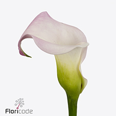 Срезанные цветы оптом Zantedeschia sweet art от 60шт из Голландии с доставкой по России