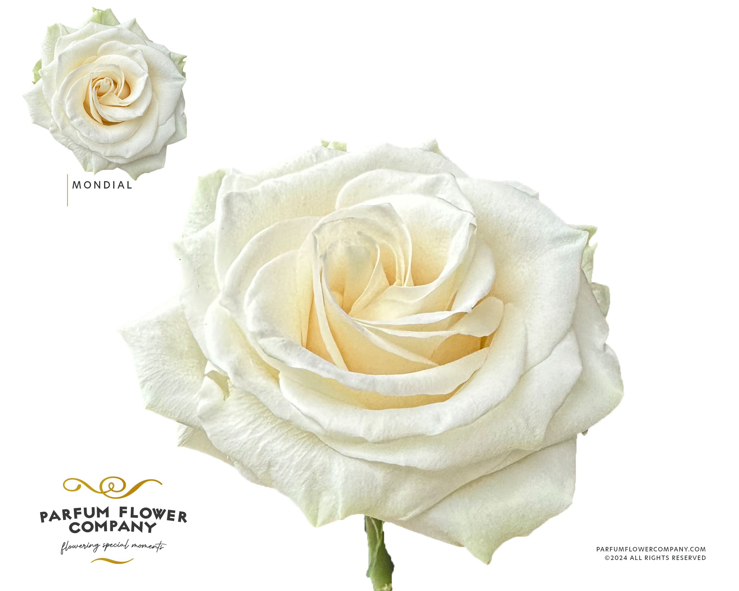 Срезанные цветы оптом Rosa la mondial от 12шт из Голландии с доставкой по России