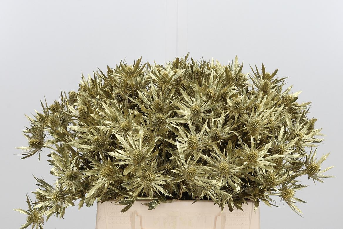 Срезанные цветы оптом Eryngium orion paint gold от 60шт из Голландии с доставкой по России Срезанные цветы оптом Eryngium orion paint gold от 60шт из Голландии с доставкой по России