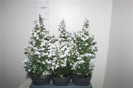 Горшечные цветы и растения оптом Cham Th Top Point Snow от 6шт из Голландии с доставкой по России