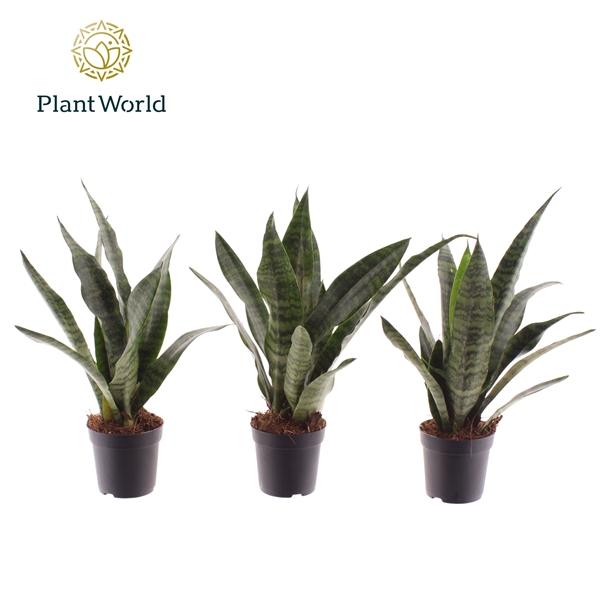 Горшечные цветы и растения оптом Sansevieria Black Coral (decorum) от 16шт (для телеги) из Голландии с доставкой по России
