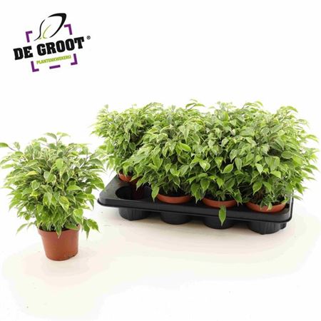 Горшечные цветы и растения оптом Ficus Be Kinky от 8шт из Голландии с доставкой по России