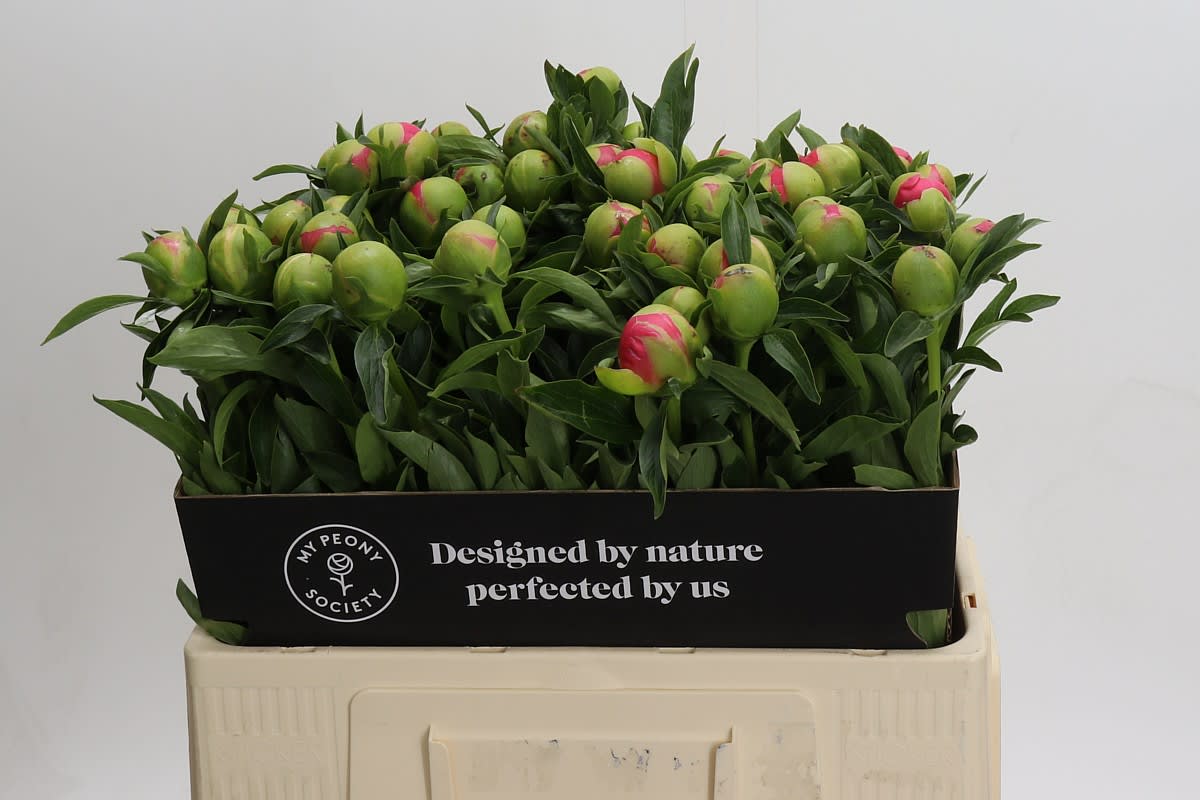 Срезанные цветы оптом Paeonia hawaiian coral от 50шт из Голландии с доставкой по России