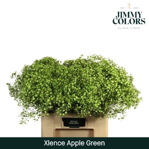 Срезанные цветы оптом Gyps large paint applegreen от 100шт из Голландии с доставкой по России