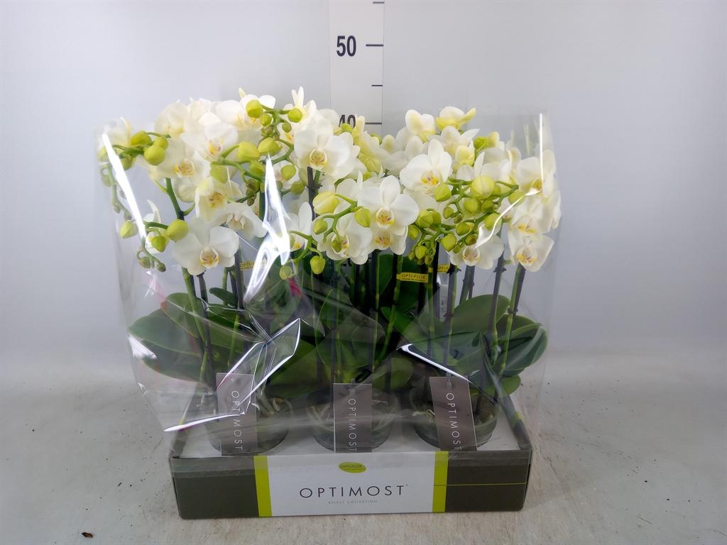 Горшечные цветы и растения оптом Phalaenopsis Multi.   ...white от 6шт из Голландии с доставкой по России