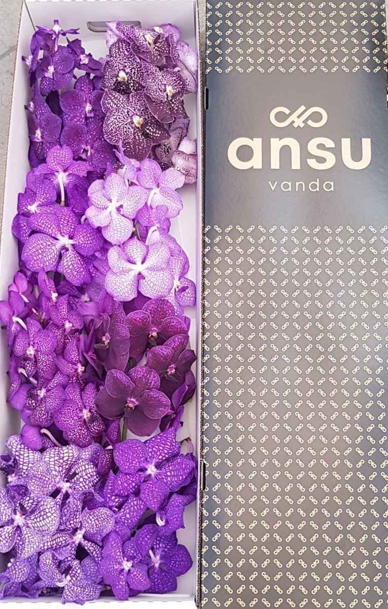 Срезанные цветы оптом Vanda mix purple per stem от 16шт.. из Голландии с доставкой по России
