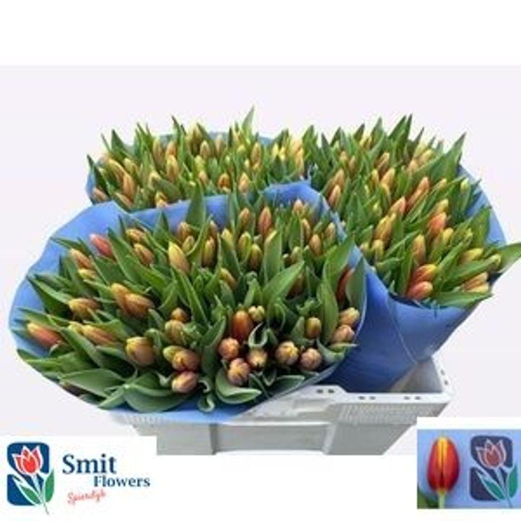 Срезанные цветы оптом Tulipa si kees nelis от 150шт из Голландии с доставкой по России