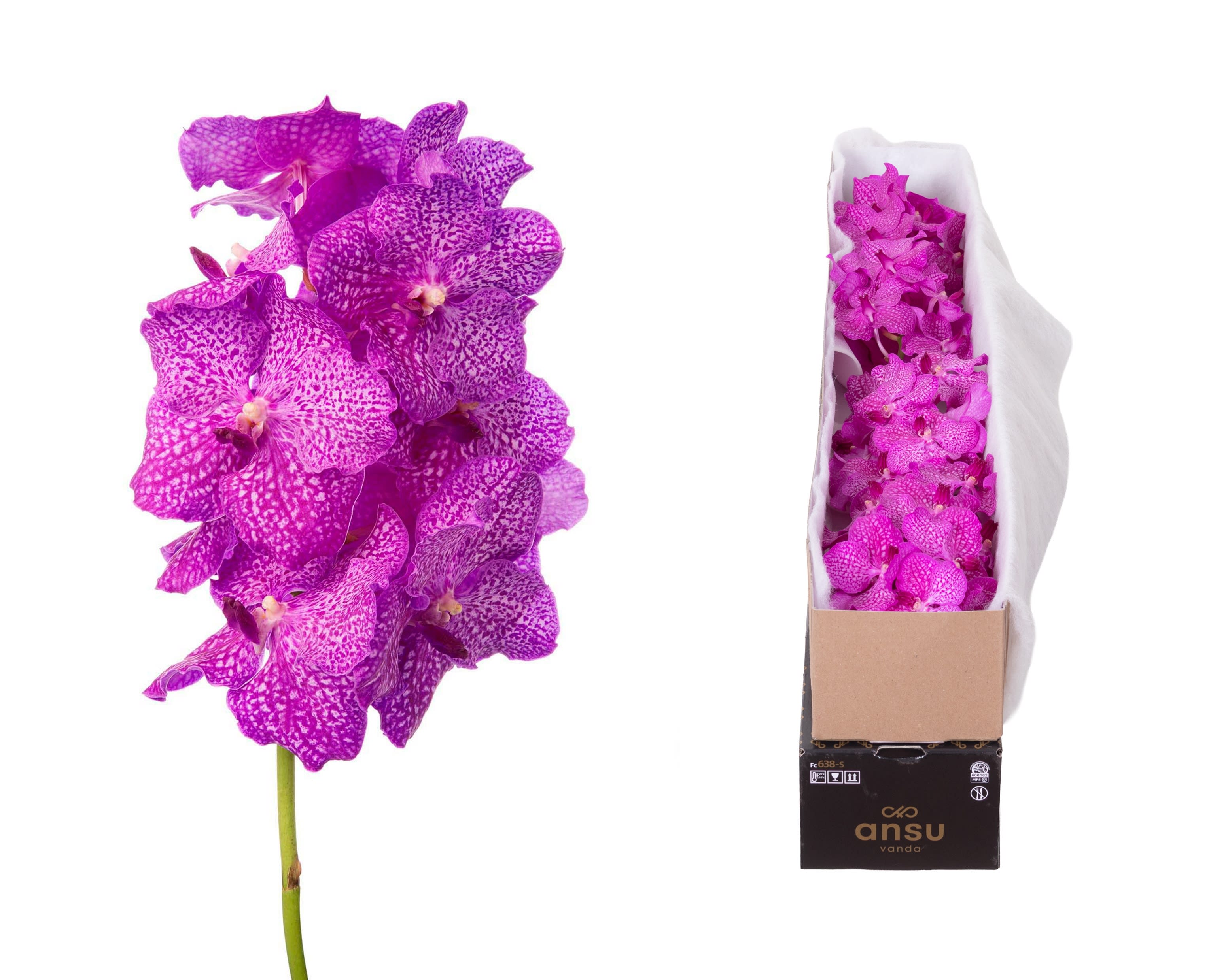 Срезанные цветы оптом Vanda nitaya rosy от 4шт из Голландии с доставкой по России