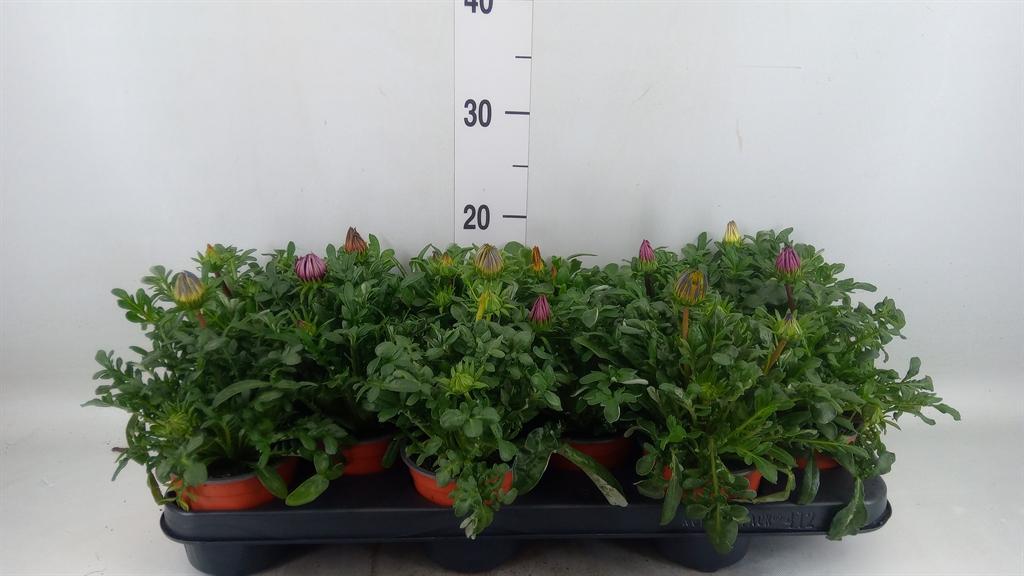 Горшечные цветы и растения оптом Gazania   ...mix от 12шт из Голландии с доставкой по России