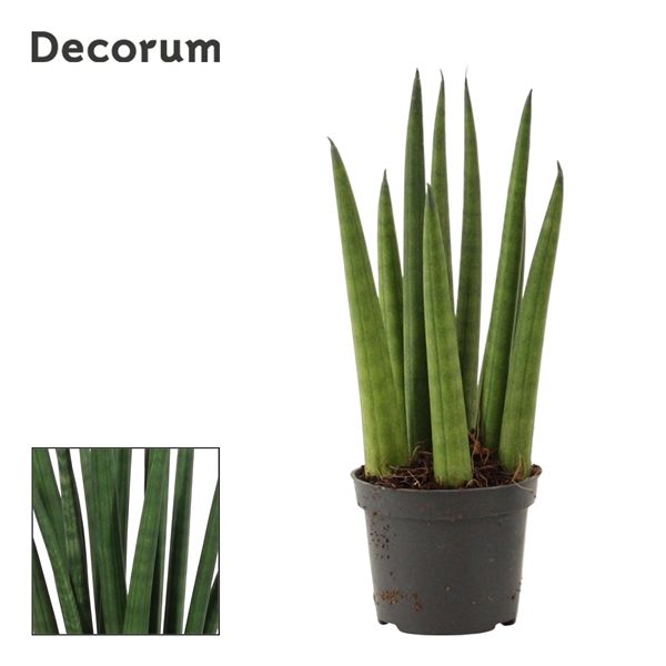 Горшечные цветы и растения оптом Sansevieria Cylindrica Rocket (decorum) от 14шт из Голландии с доставкой по России