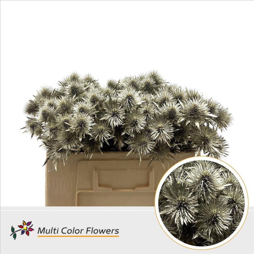 Срезанные цветы оптом Eryngium Platina от 60шт из Голландии с доставкой по России