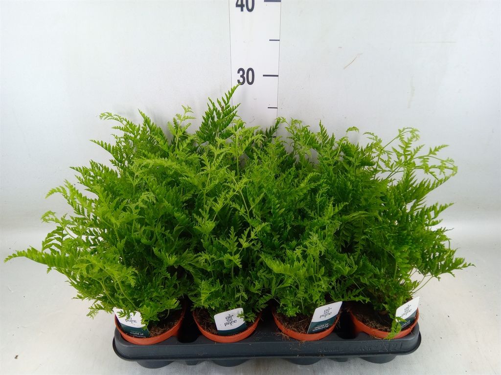 Горшечные цветы и растения оптом Pteris Straminea от 12шт (для телеги) из Голландии с доставкой по России