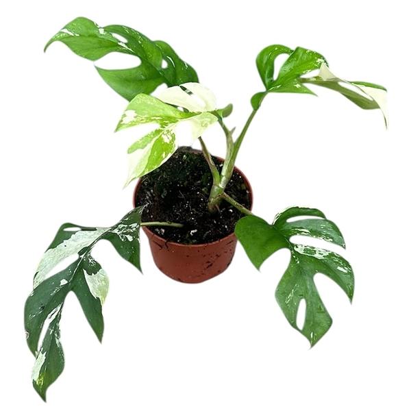 Горшечные цветы и растения оптом Rhaphidophora Tetrasperma Variegata от 1шт из Голландии с доставкой по России