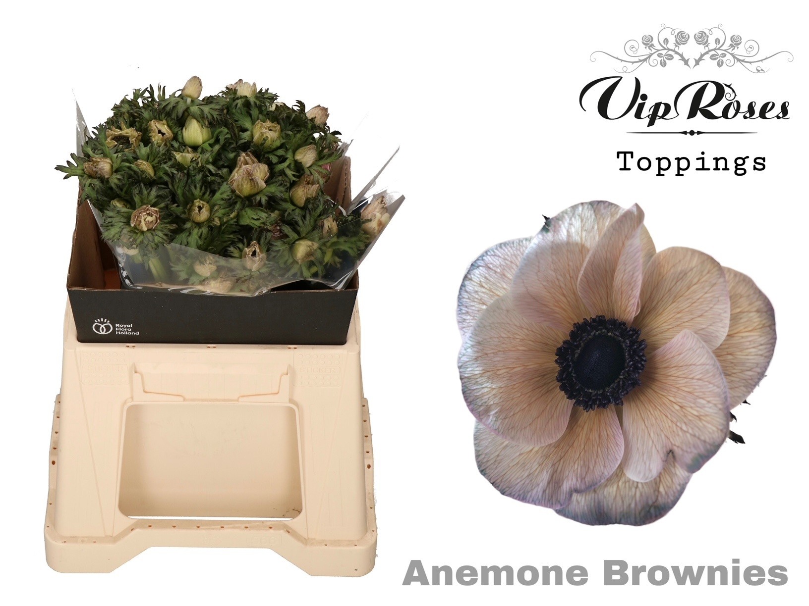 Срезанные цветы оптом Anemone paint brownies от 50шт из Голландии с доставкой по России