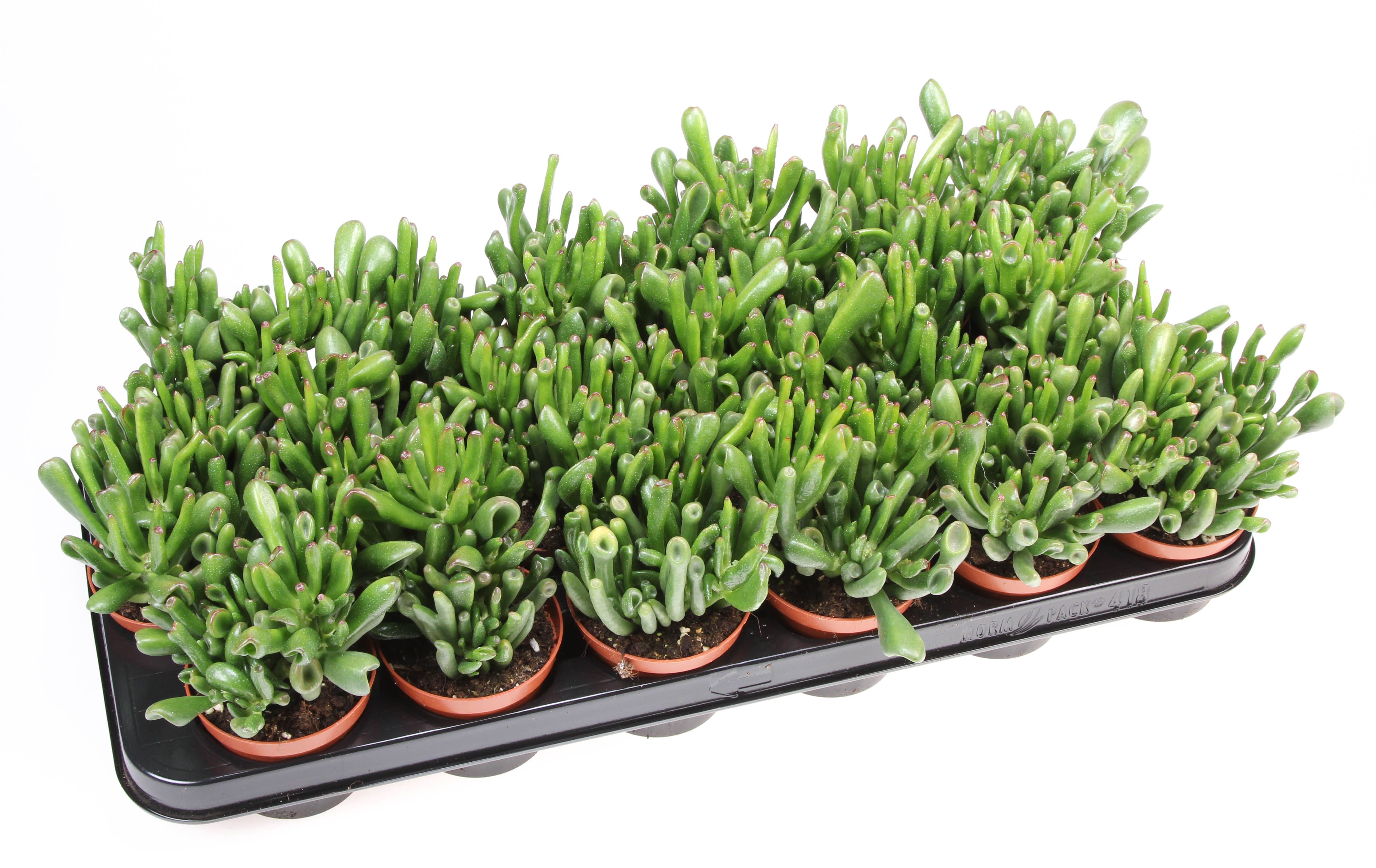 Горшечные цветы и растения оптом Crassula Hobbit от 18шт (для телеги) из Голландии с доставкой по России