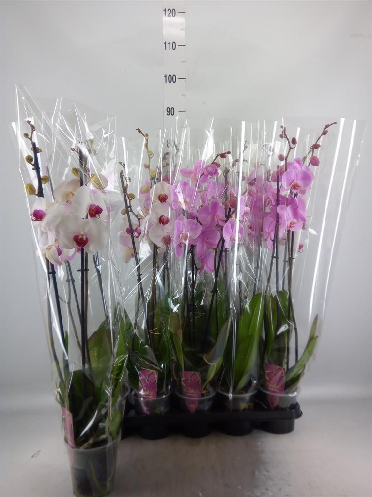 Горшечные цветы и растения оптом Phal 1st Mix 8+ ( Cj Orchids ) от 10шт из Голландии с доставкой по России
