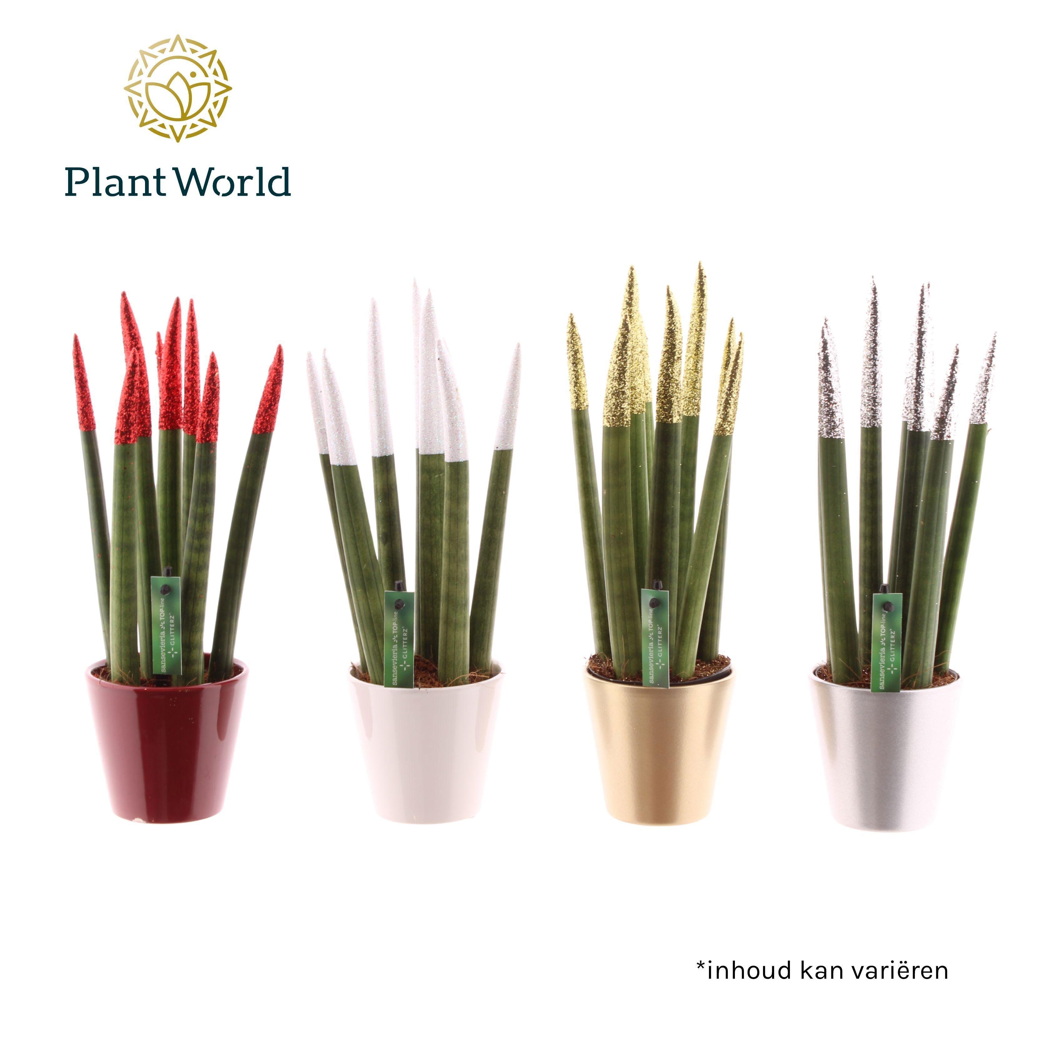 Горшечные цветы и растения оптом Sansevieria Velvet Touchz Mix (+ Drp.dots) от 11шт (для телеги) из Голландии с доставкой по России